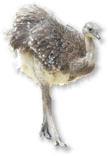 darwin_nandu, 