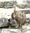 darwin_nandu, 
