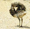 darwin_nandu, 