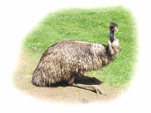 emu