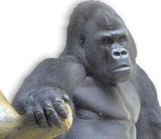 gorilla