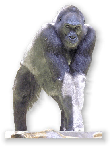 gorilla