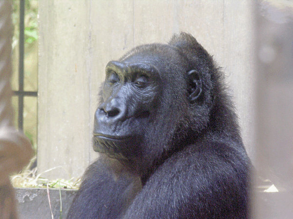 Gorilla