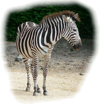 Baby Zebra Coloring Pages