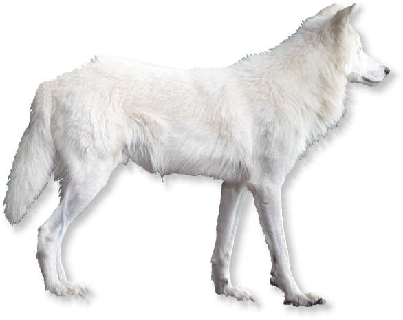 polarwolf