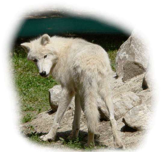 polarwolf