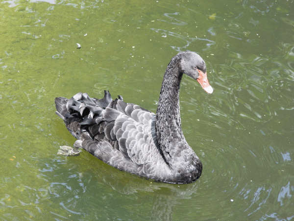 Schwarzer Schwan