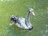 schwan_schwarz
