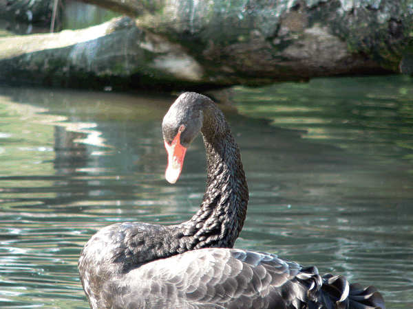 Schwarzer Schwan