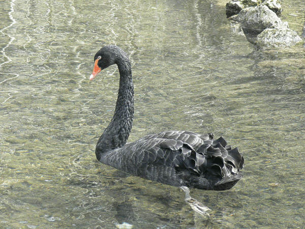 Schwarzer Schwan