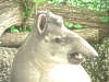 Tapir, Flachlandtapir