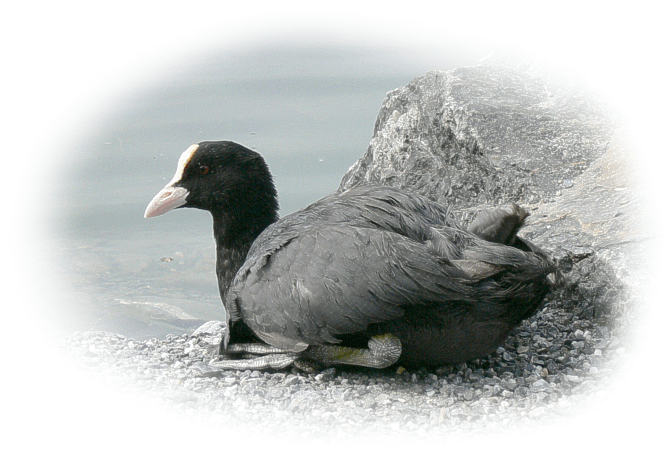 blaesshuhn