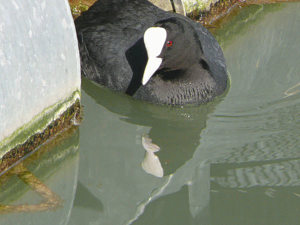 Blässhuhn