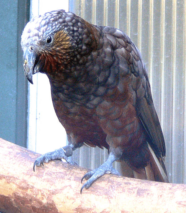 Kaka