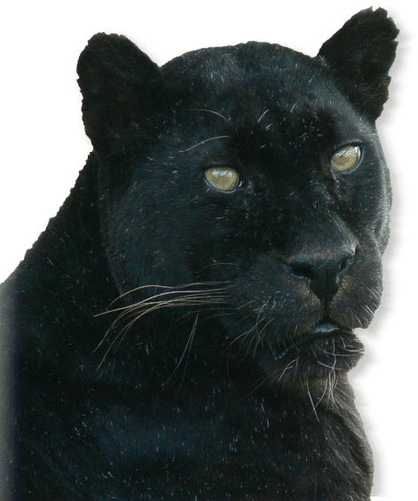 Panther im Tierporträt - Tierlexikon / MediaTime Services