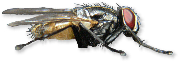 stubenfliege