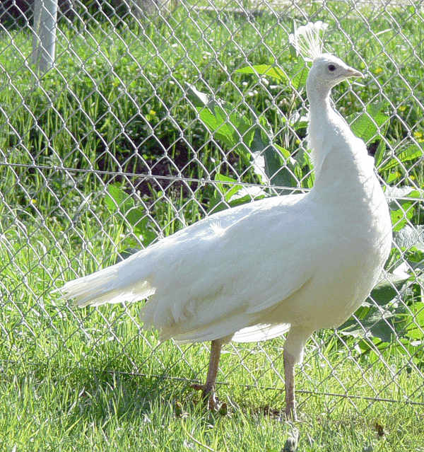 Weisser Pfau