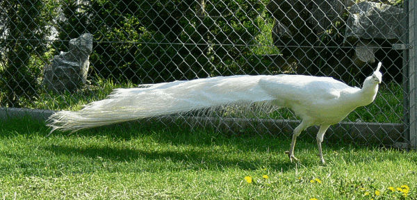 Weisser Pfau
