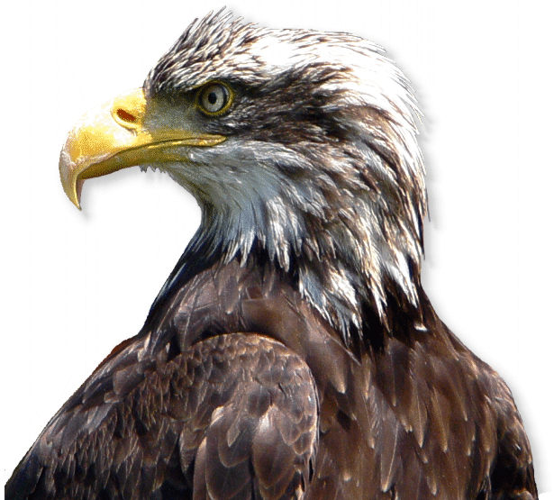 Weißkopfseeadler Eagle Poly Adler Figur 32 cm auf Fels,Neu 