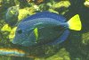 docktorfisch_blauer