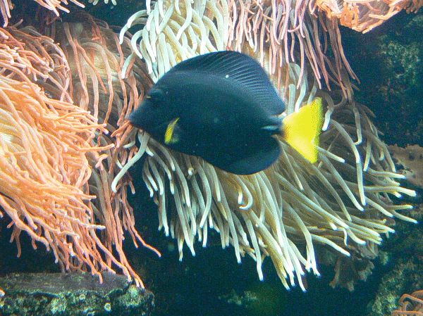 Blauer Segelflossen Docktorfisch