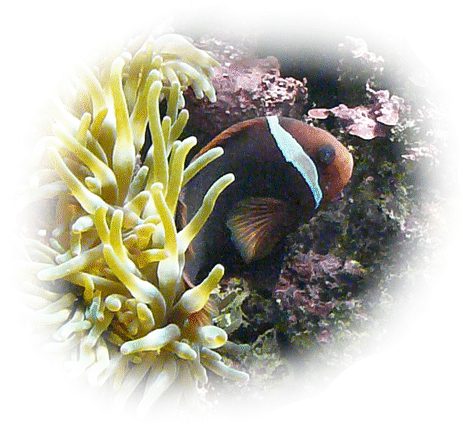 Einbinden Glühkohlenfisch