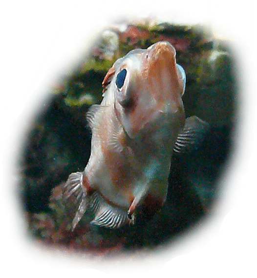 eberfisch