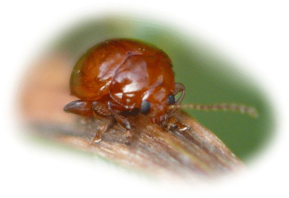 Sphaeroderma testaceum im Tierporträt Tierlexikon / MediaTime Services