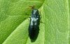 agrilus_cyanescens