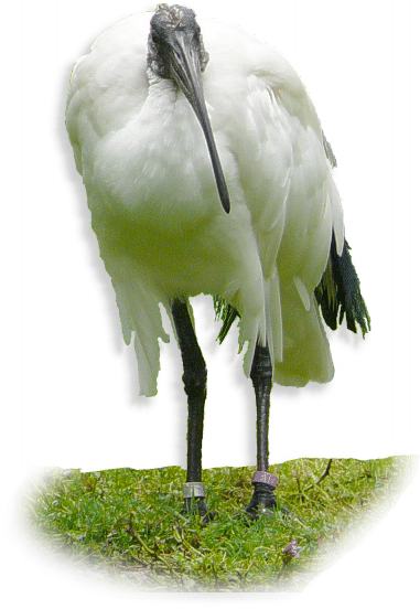 ibis_heiliger