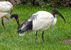 ibis_heiliger