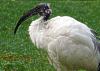 ibis_heiliger