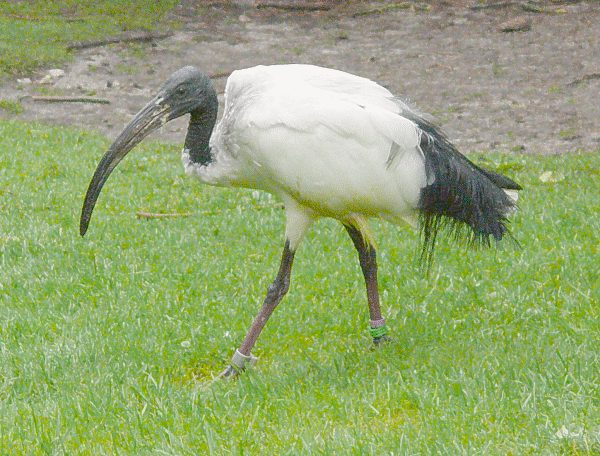 Heiliger Ibis