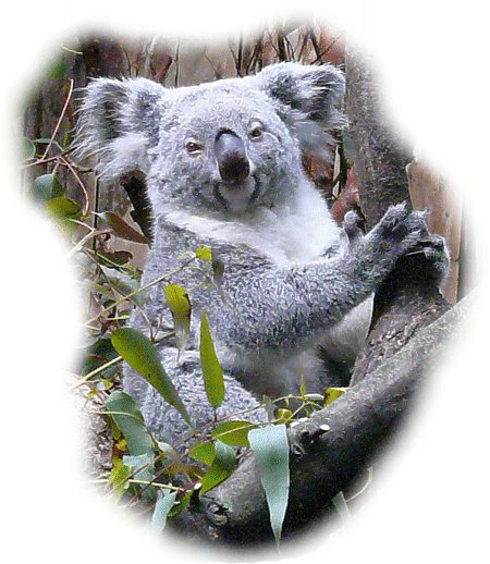 koala