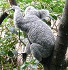 koala