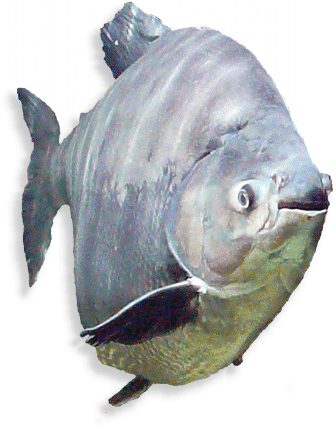 pacu