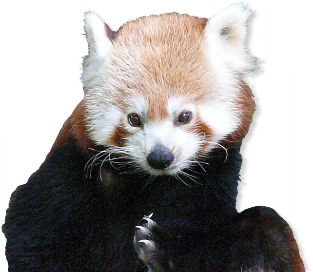 Kleiner Panda im Tierporträt Tierlexikon / MediaTime