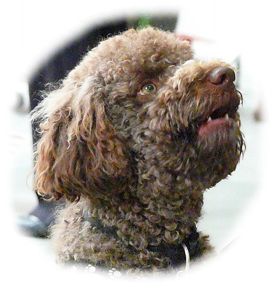 Lagotto Romagnolo