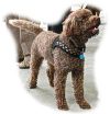 lagotto_romagnolo