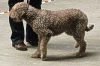 lagotto_romagnolo