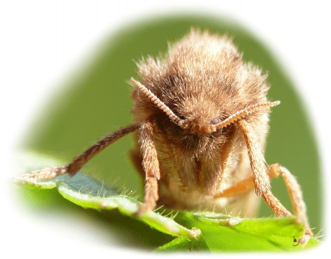 AmpferWurzelbohrer im Tierporträt Tierlexikon / MediaTime Services