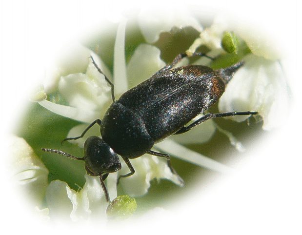 Mordella aculeata im Tierporträt Tierlexikon / MediaTime Services