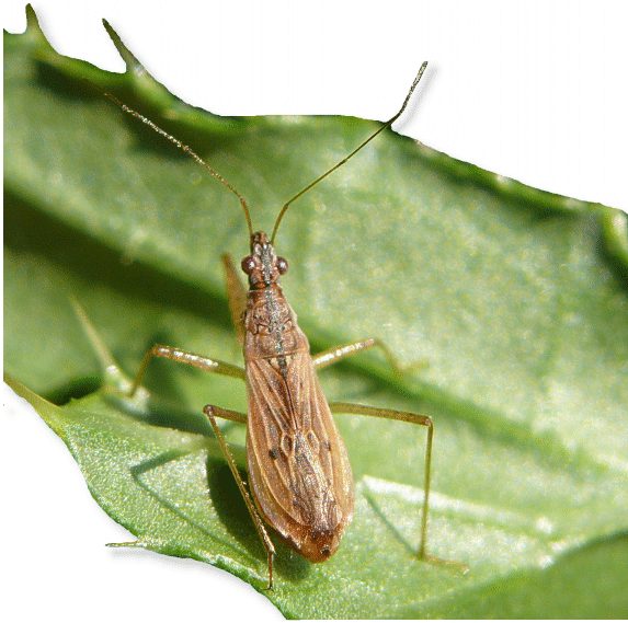 Nabis rugosus