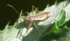 nabis_rugosus