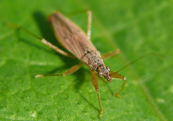 Nabis rugosus