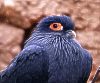 madagaskartaube_blaue