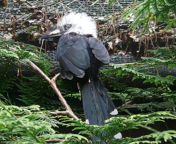 Perücken-Hornvogel
