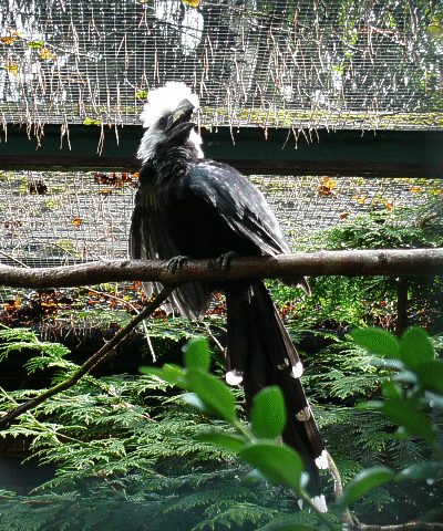Perücken-Hornvogel