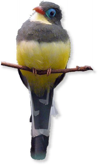sumatra_trogon