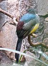 sumatra_trogon